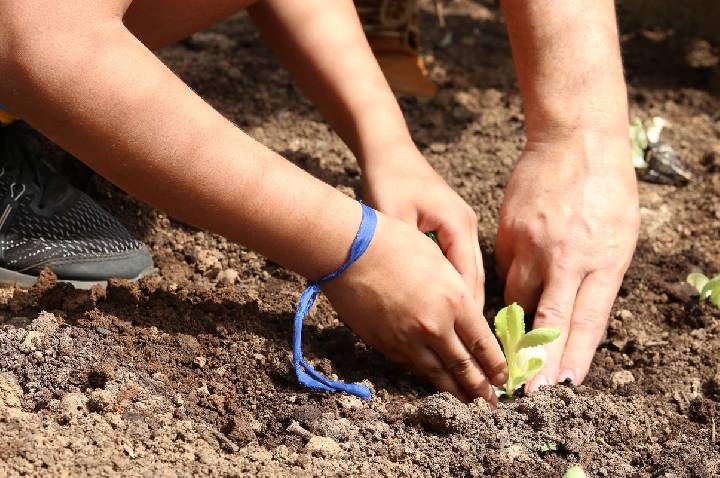 Entidades pedem apoio de candidatos em defesa da agroecologia